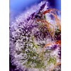 Diablo’s Delight XL Auto